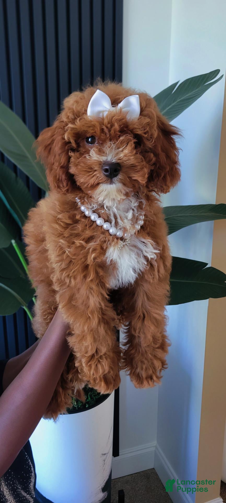 Toy Poodle dogs for sale: Cupcake Red Toy Poodle  - Ad 17