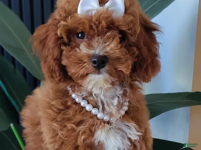 Toy Poodle dogs for sale: Cupcake Red Toy Poodle - Ad 17