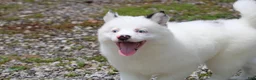 Pomsky dogs for sale: Prince - Ad 15