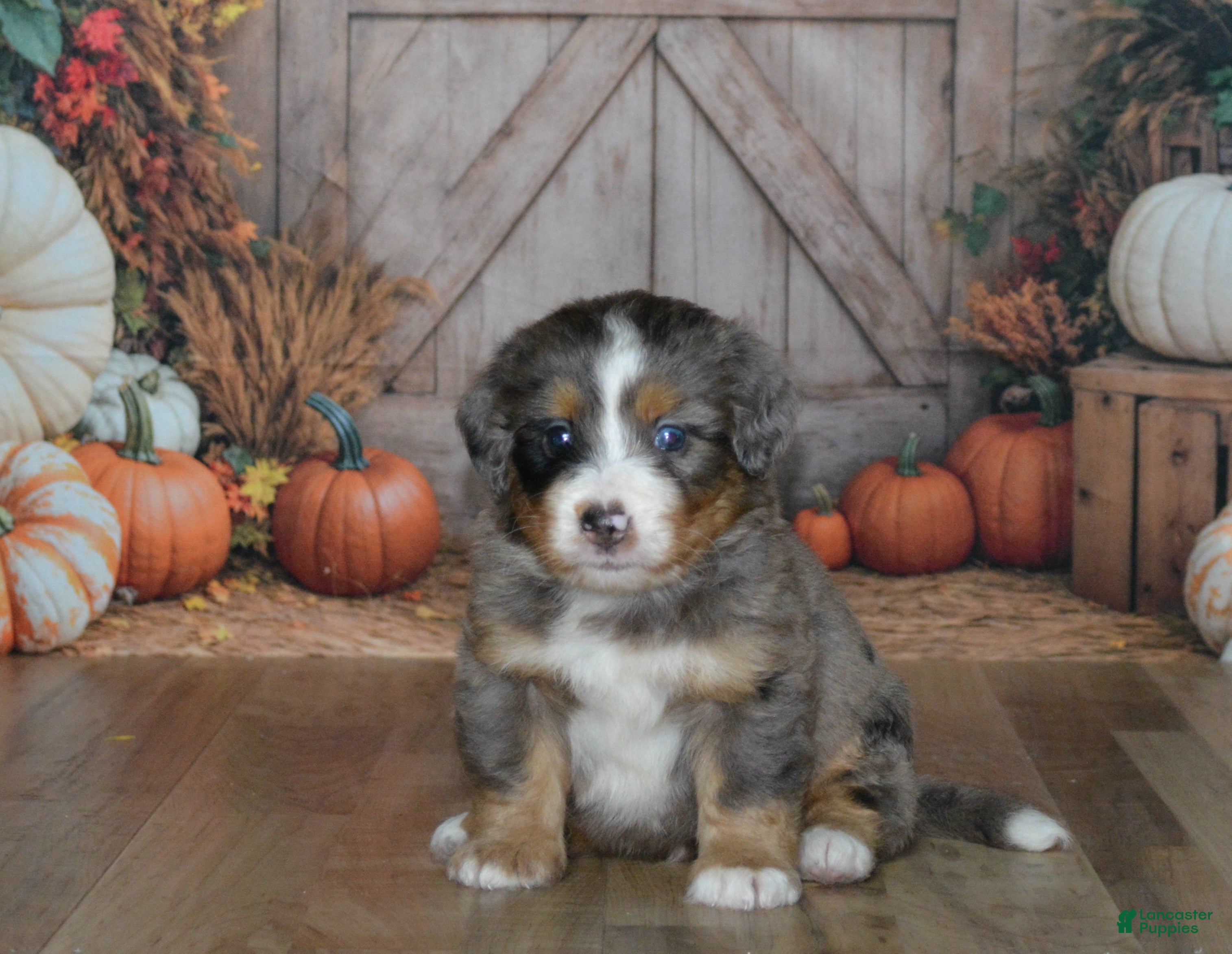 Mini Bernedoodle dogs Harley  - Ad 1