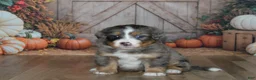 Mini Bernedoodle dogs for sale: Harley  - Ad 1