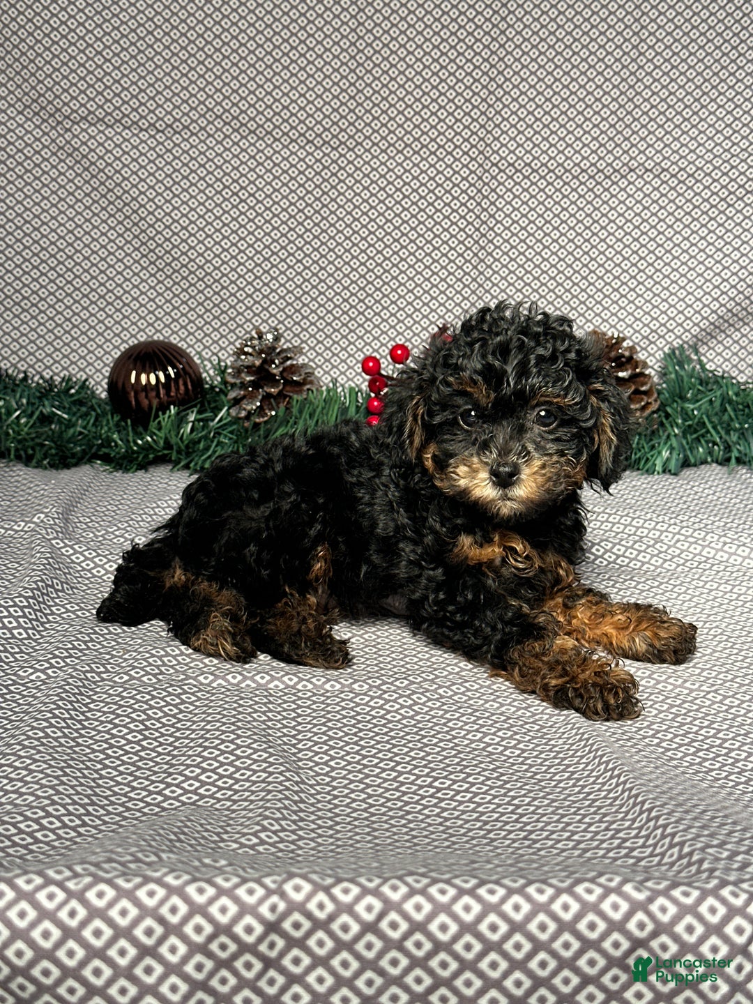 Miniature Poodle dogs for sale: Olive - Ad 5