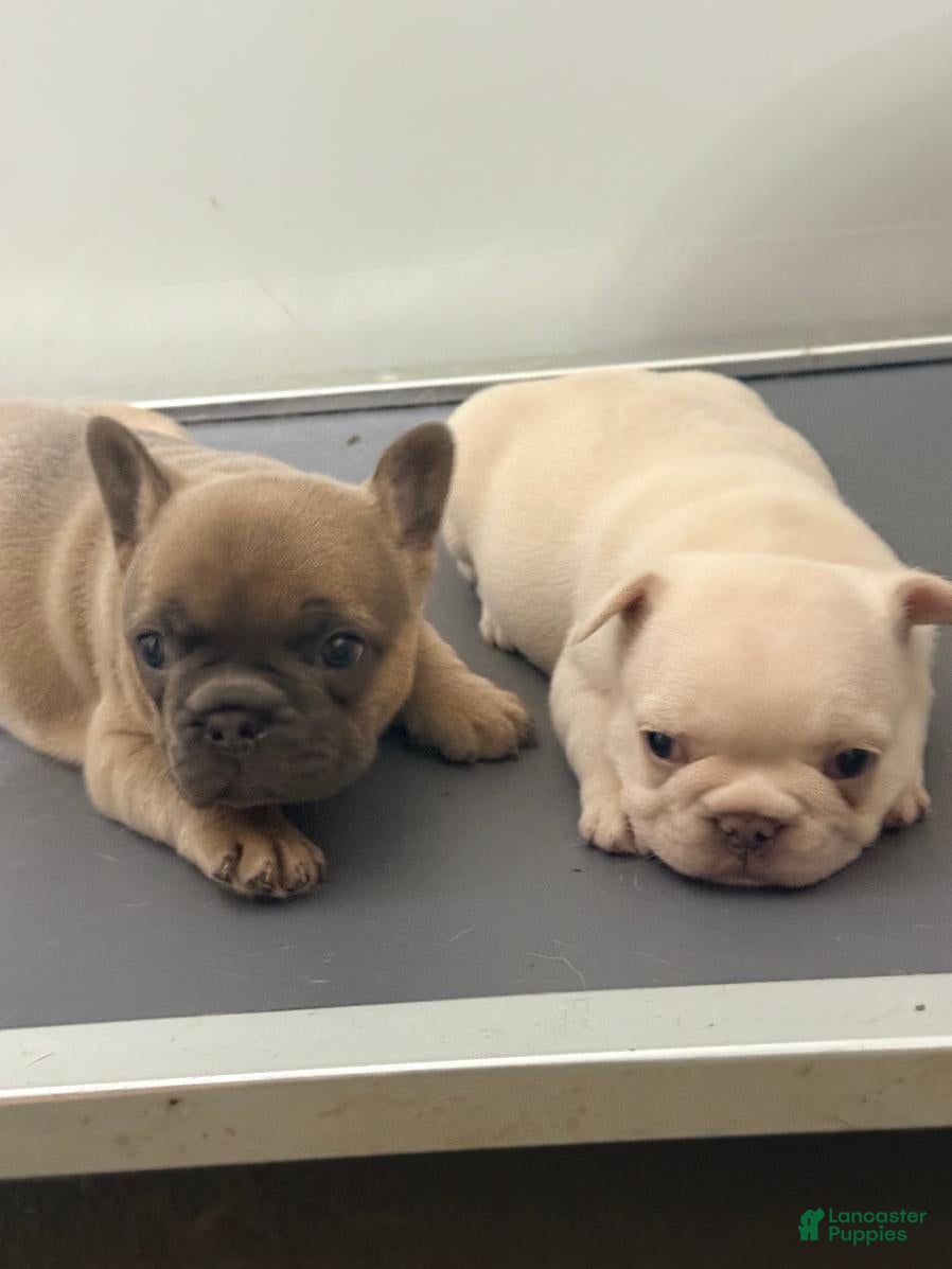 French Bulldog dogs Pigpen - Ad 9