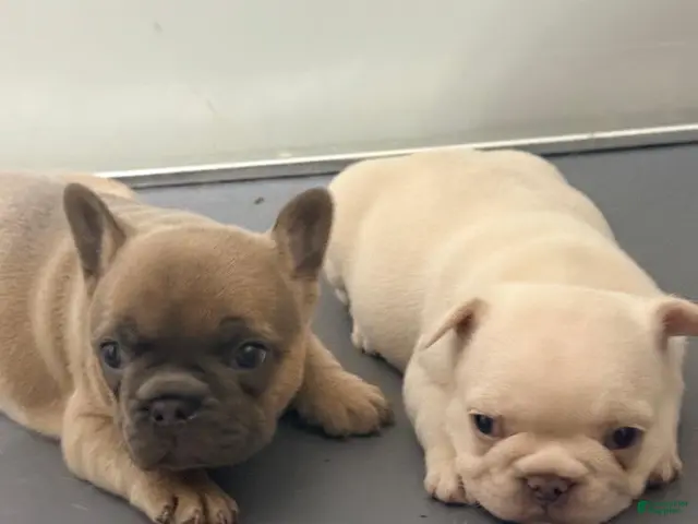 French Bulldog dogs for sale: Pigpen - Ad 11