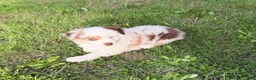 Miniature Australian Shepherd dogs for sale: Miniature Australian Shepherd 1 - Ad 3