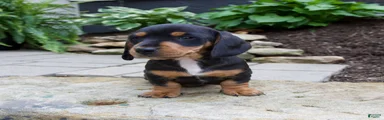 Grady