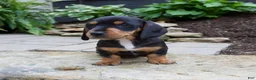 Miniature Dachshund dogs for sale: Grady - Ad 1