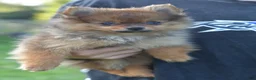 Mixed Breed dogs for sale: Alvin - Ad 7