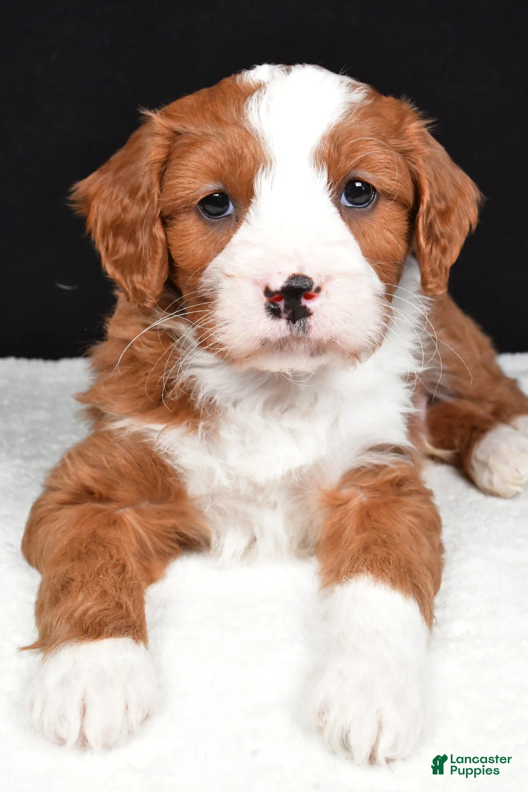 Mini Goldendoodle dogs for sale: Blaze - Ad 8