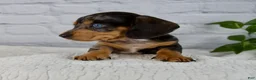 Miniature Dachshund dogs for sale: Hunter - Ad 6
