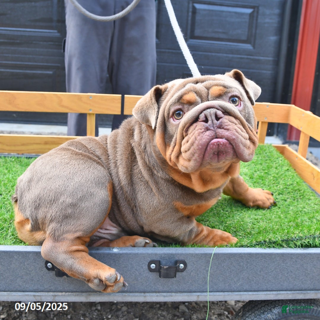 English Bulldog dogs for sale: Debbie - Ad 7