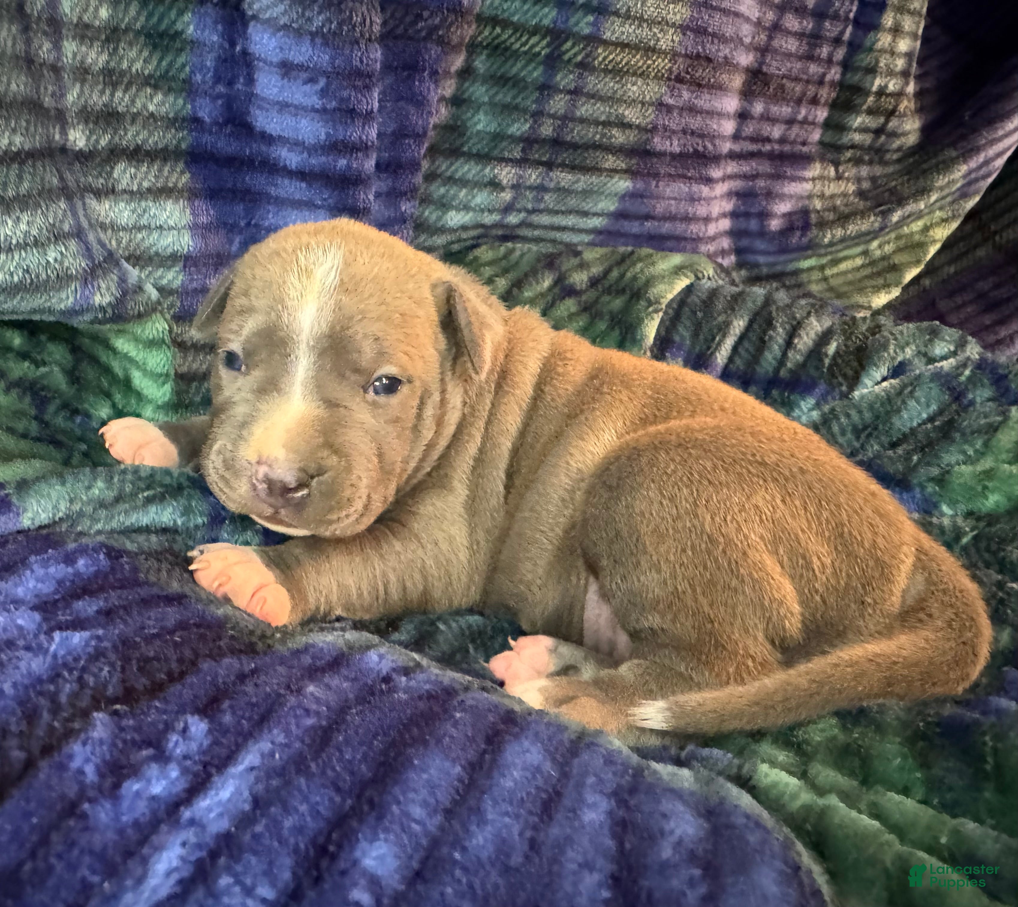 American Bully dogs American Bully Puppy 4 - Ad 1