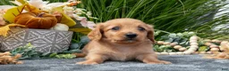 Miniature Dachshund dogs for sale: Kip - Ad 1