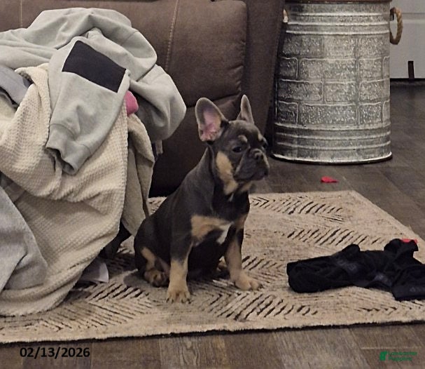 French Bulldog dogs Tracy - Ad 2