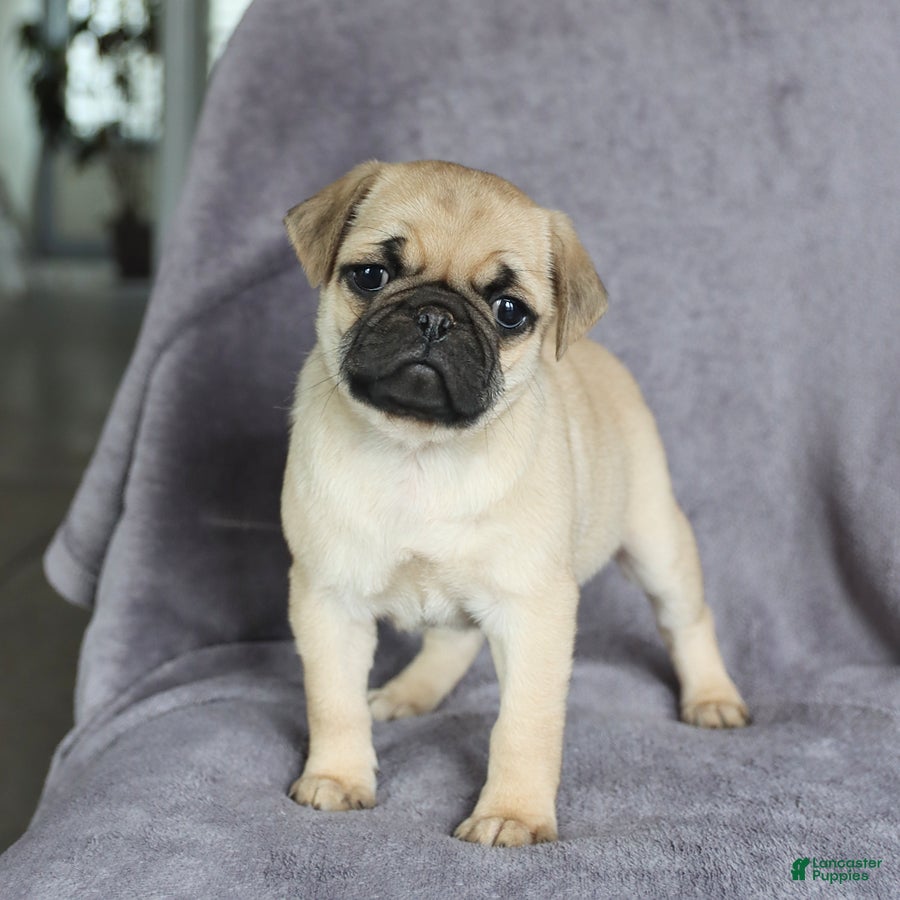Pug dogs Charity - Ad 1