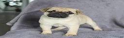 Pug dogs for sale: Charity - Ad 1