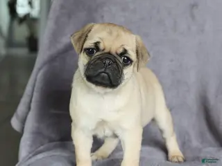 Pug dogs for sale: Charity - Ad 4