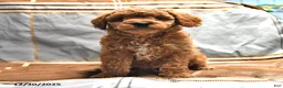 Goldendoodle dogs for sale: Mindy - Ad 2
