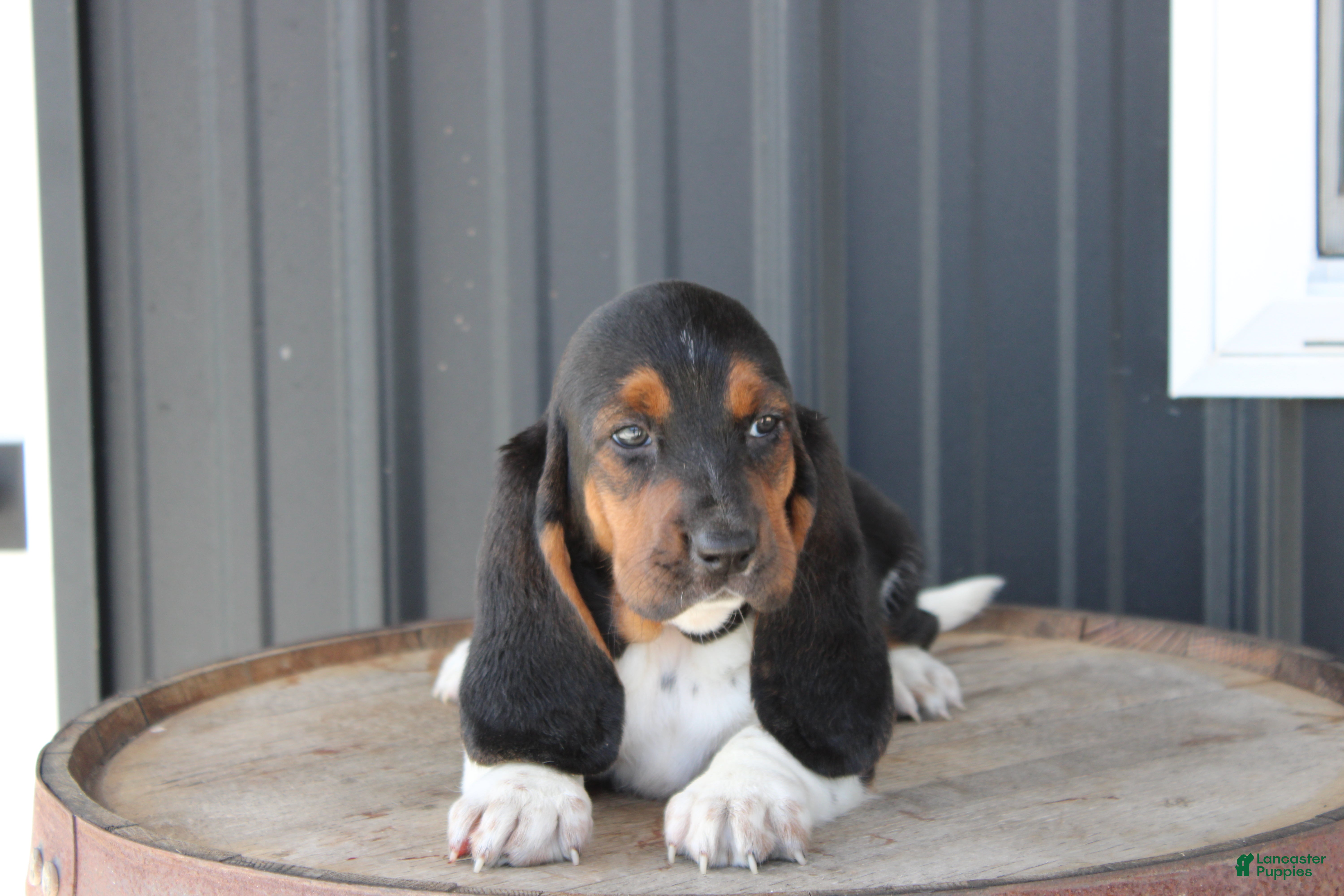 Basset Hound dogs Ruby - Ad 1