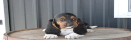 Basset Hound dogs for sale: Ruby - Ad 1