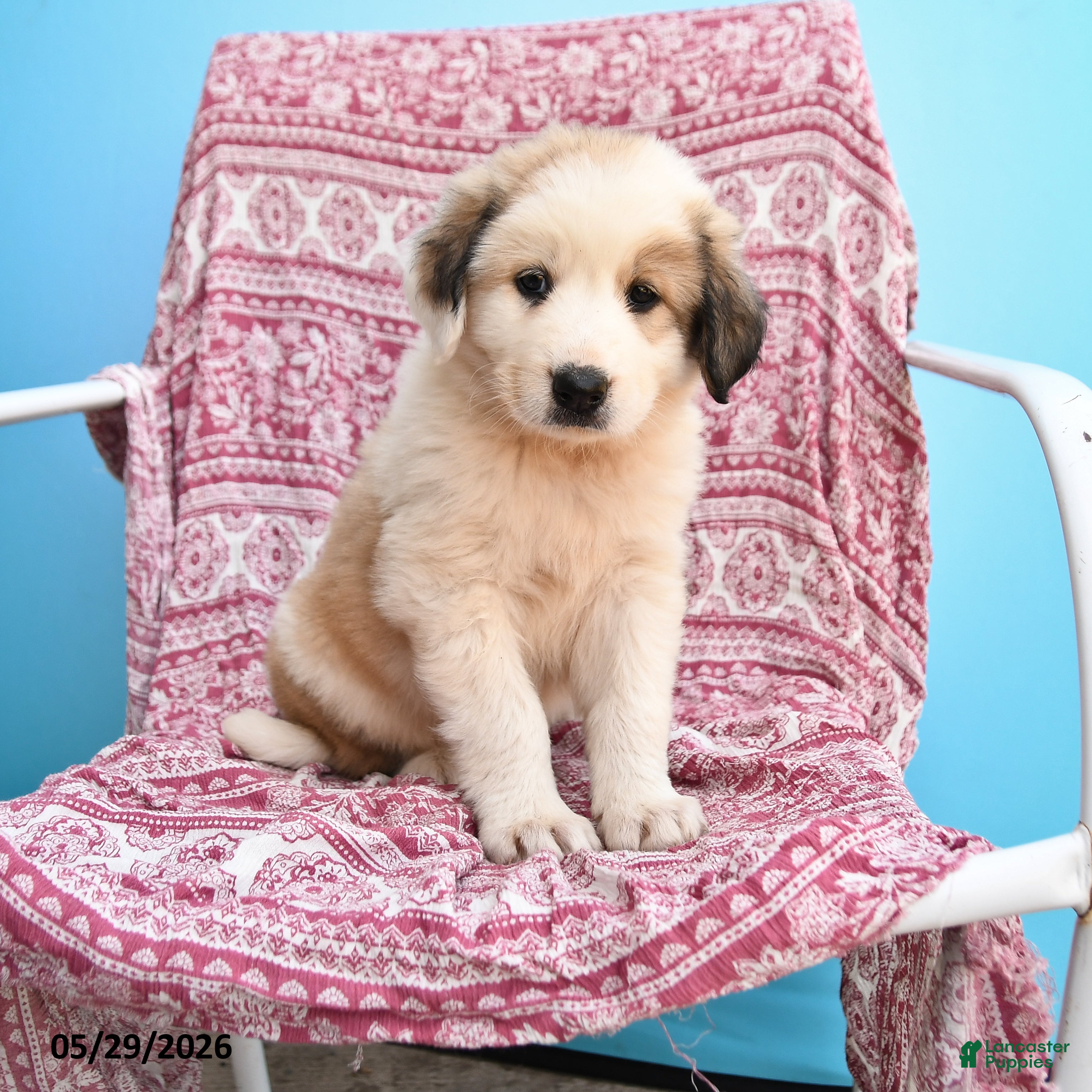 Mixed Breed dogs for sale: Hilda - Ad 1