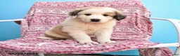 Mixed Breed dogs for sale: Hilda - Ad 1