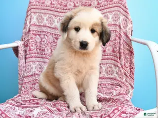 Mixed Breed dogs for sale: Hilda - Ad 1
