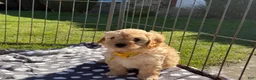 Cavapoo dogs for sale: Molly - Ad 28