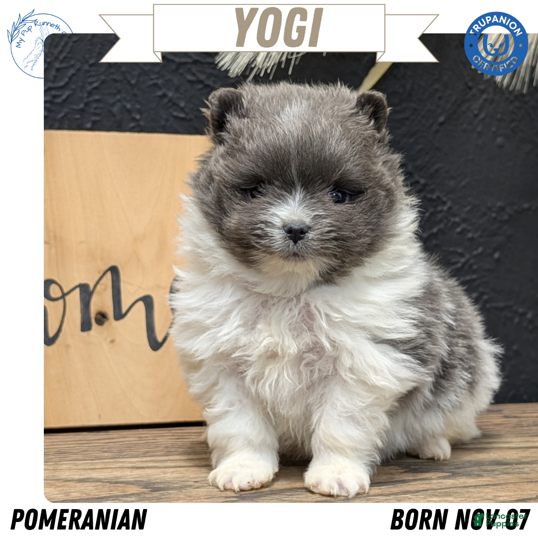 Pomeranian dogs Yogi  - Ad 1