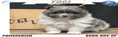 Yogi 