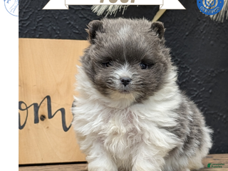 Pomeranian dogs Yogi - Ad 1