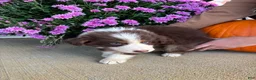 Australian Shepherd dogs for sale: Autumn (AKC) - Ad 5