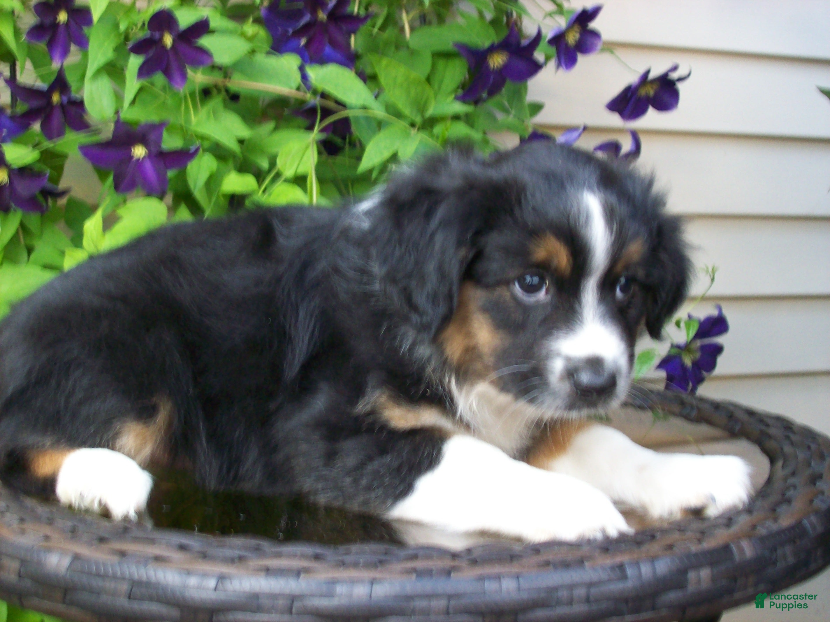 Miniature Australian Shepherd dogs Muffin - Ad 2