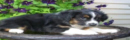 Miniature Australian Shepherd dogs for sale: Muffin - Ad 2