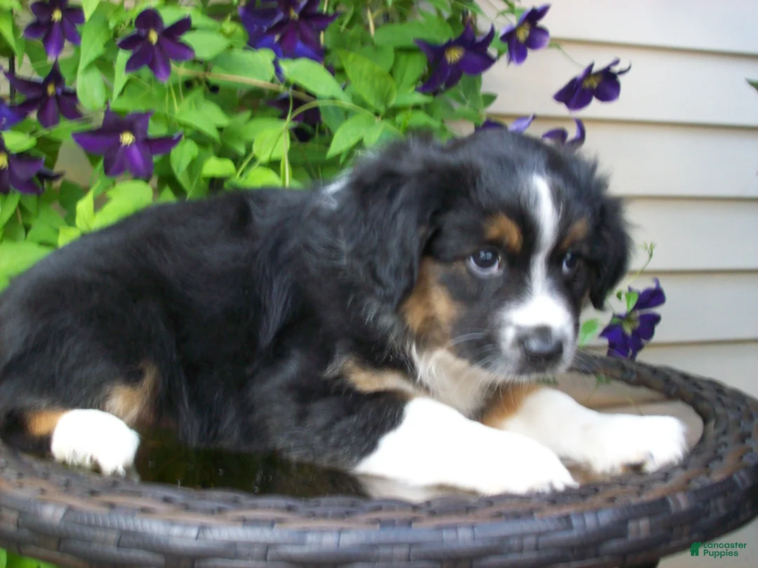 Miniature Australian Shepherd dogs for sale: Muffin - Ad 2