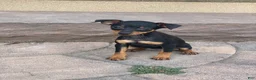 Miniature Pinscher dogs for sale: Queenie - Ad 2