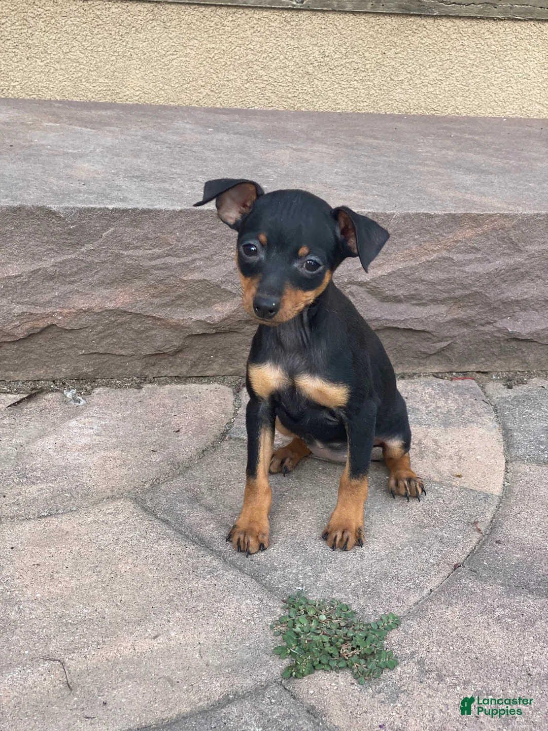 Miniature Pinscher dogs for sale: Queenie - Ad 2