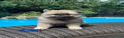 Keeshond dogs for sale: Mickey - Ad 2