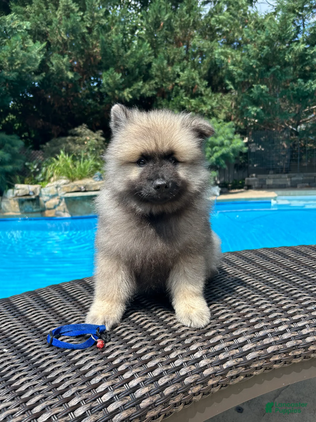 Keeshond dogs for sale: Mickey - Ad 2