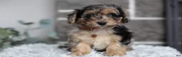 Maltipoo dogs for sale: Pebbles - Ad 8