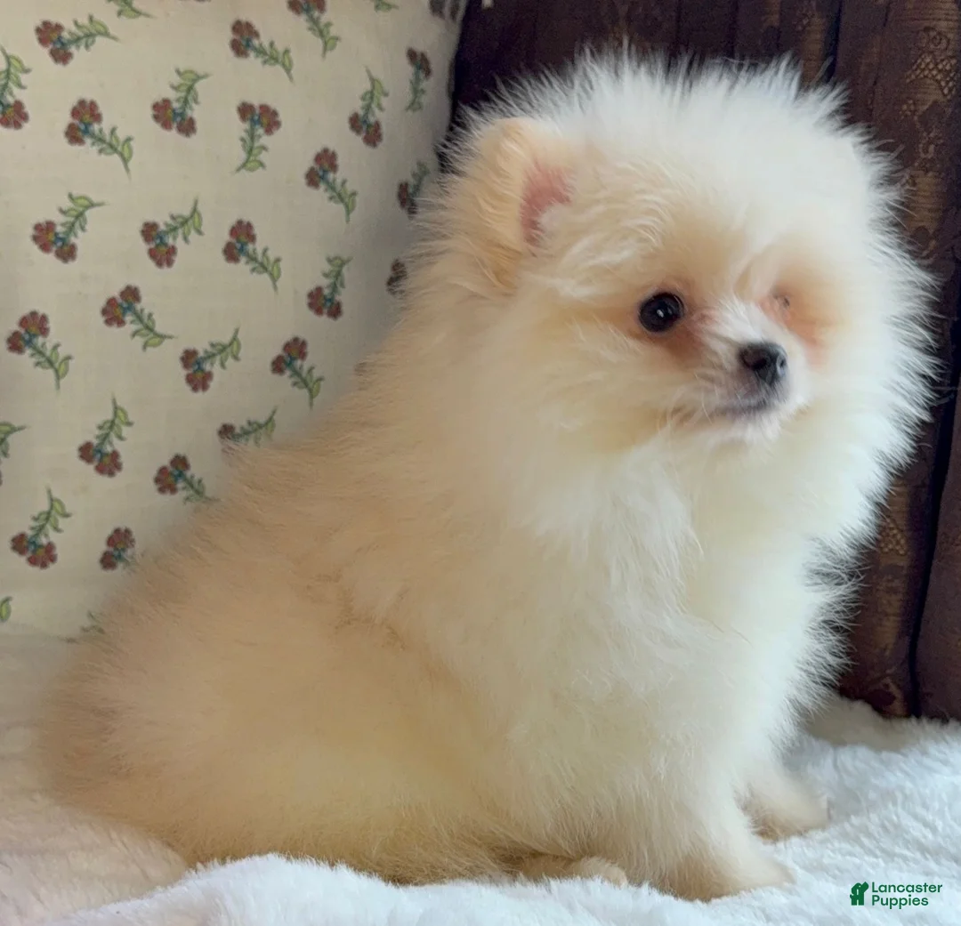 Pomeranian dogs for sale: Pomeranian Puppy Donald - Ad 3