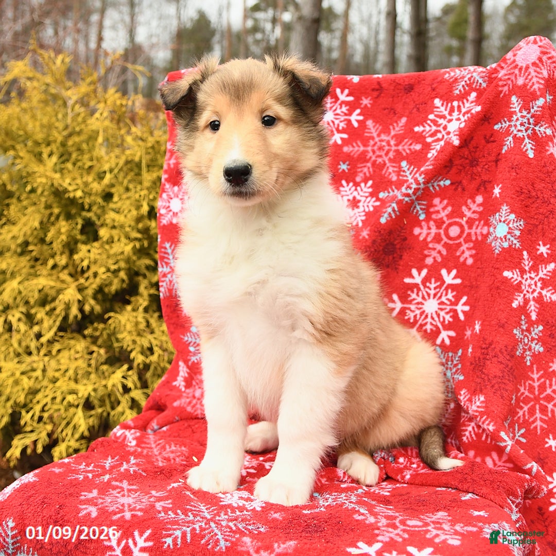 Collie dogs for sale: Indiana - Ad 3