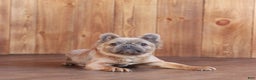 French Bulldog dogs for sale: Trigger - Ad 6