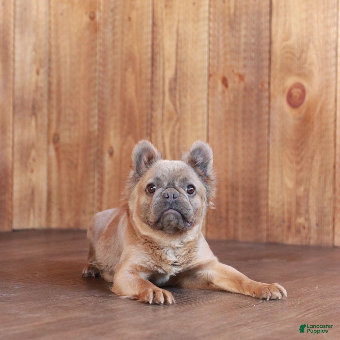 French Bulldog dogs for sale: Trigger - Ad 6
