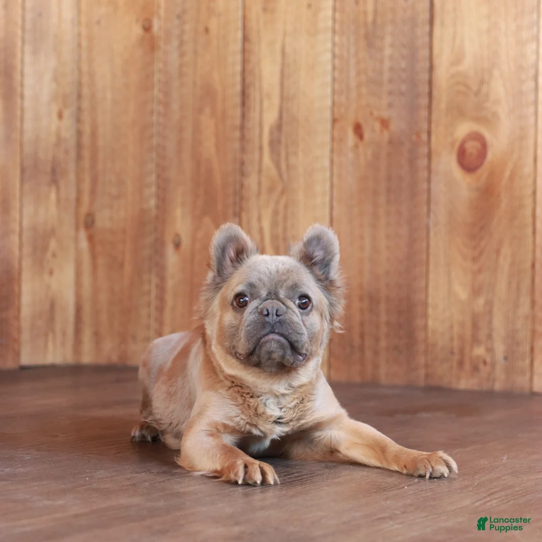 French Bulldog dogs for sale: Twilight - Ad 6