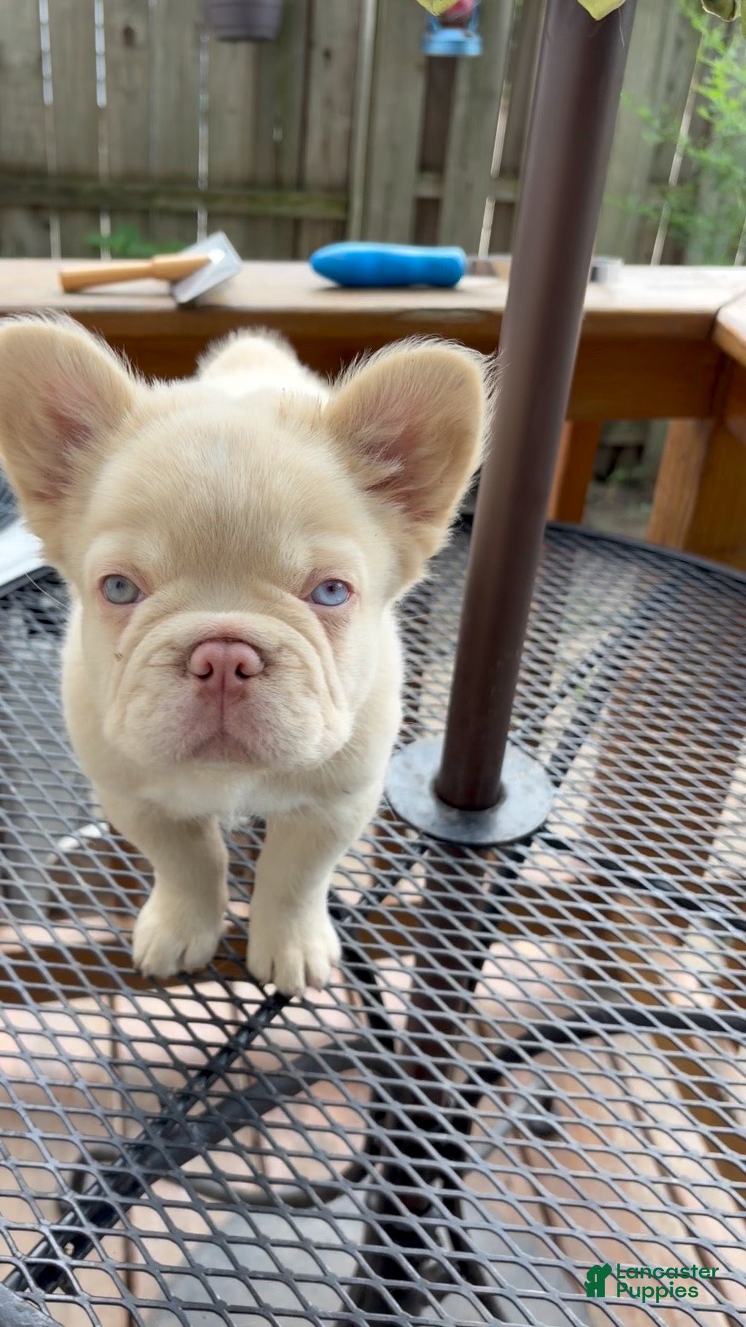 French Bulldog dogs French Bulldog 6 - Ad 1