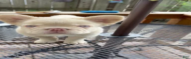 French Bulldog 6