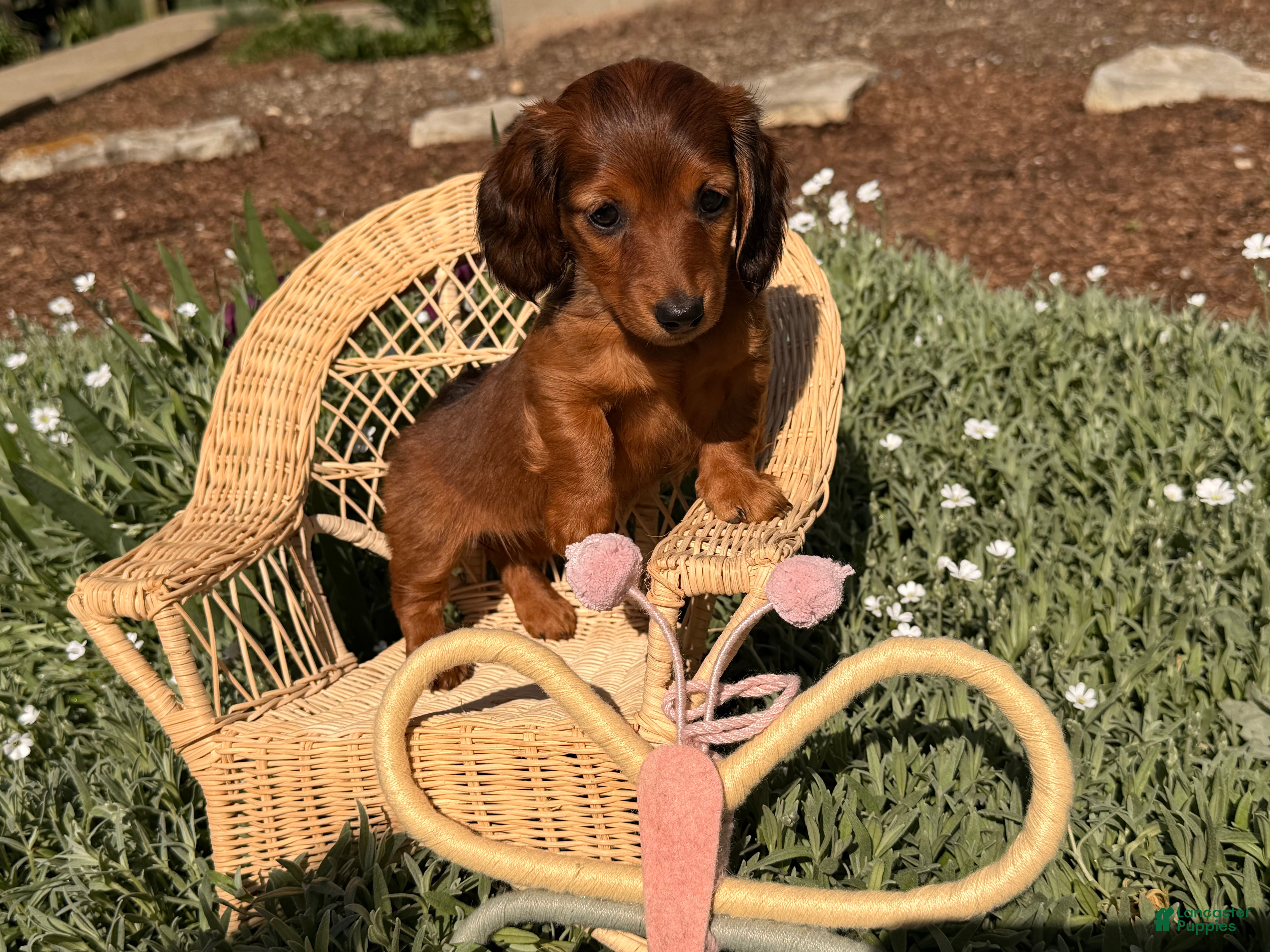 Dachshund dogs Tulip - Ad 2