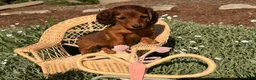 Dachshund dogs for sale: Tulip - Ad 2