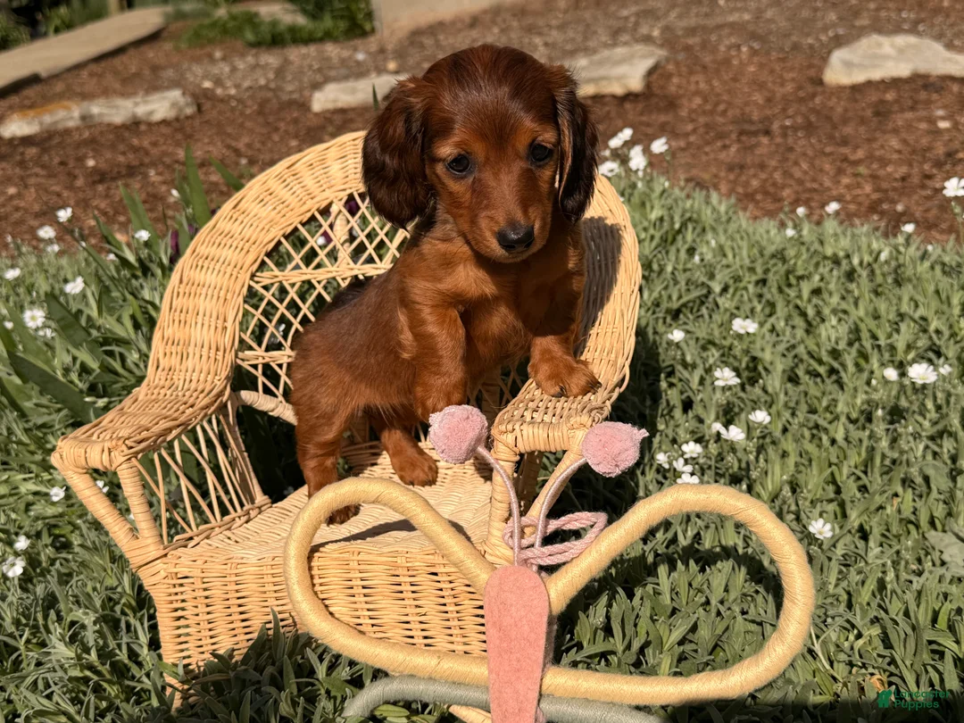 Dachshund dogs for sale: Tulip - Ad 2